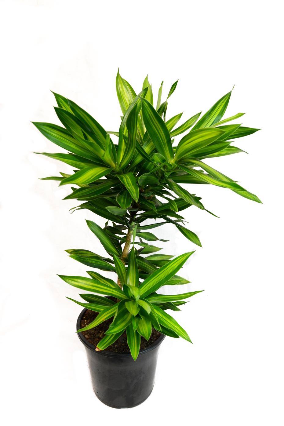 Dracaena Song Of Jamaica - View 6 from www redcrocus com