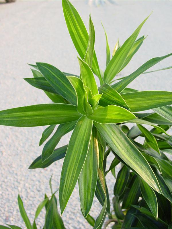 Dracaena Song Of Jamaica - View 8 from www redcrocus com