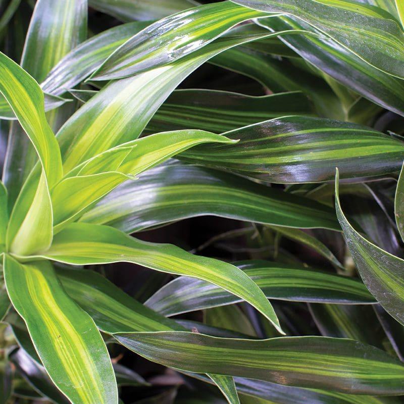 Dracaena Song Of Jamaica - View 9 from www redcrocus com