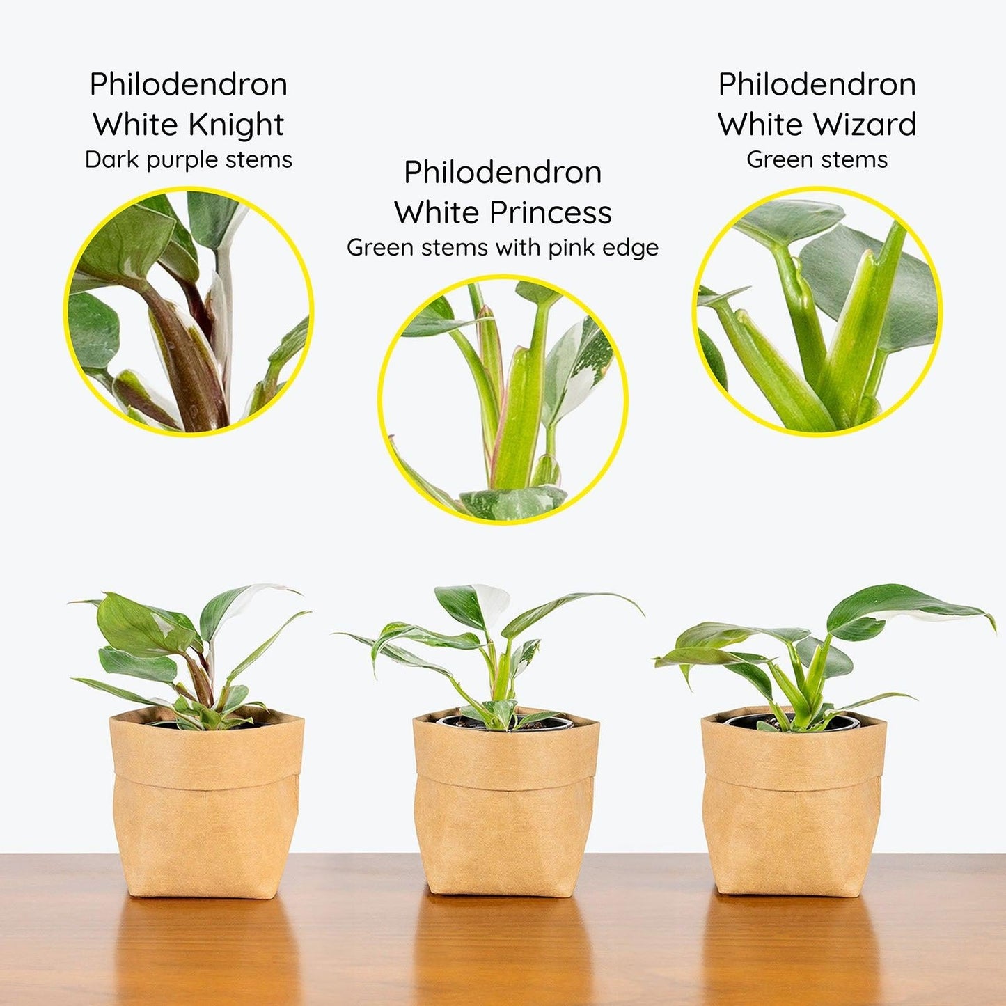 Philodendron 'white Knight' - View 14 from www redcrocus com