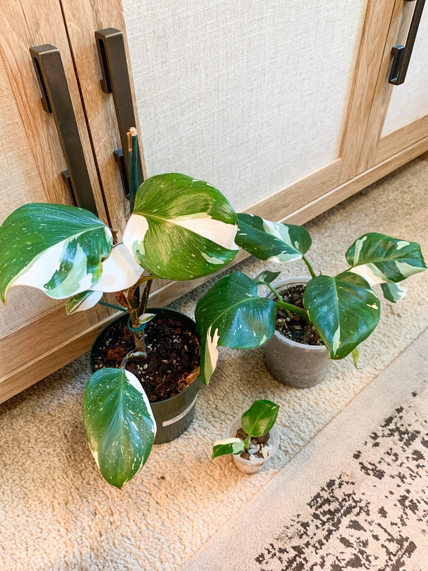 Philodendron 'white Knight' - View 15 from www redcrocus com