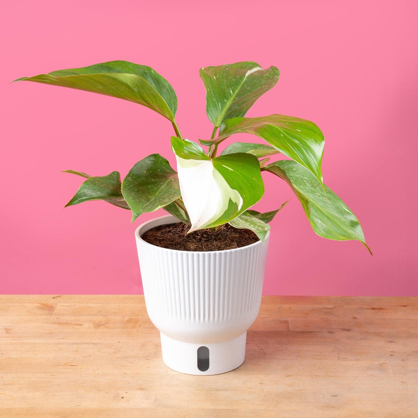 Philodendron 'white Knight' - View 18 from www redcrocus com
