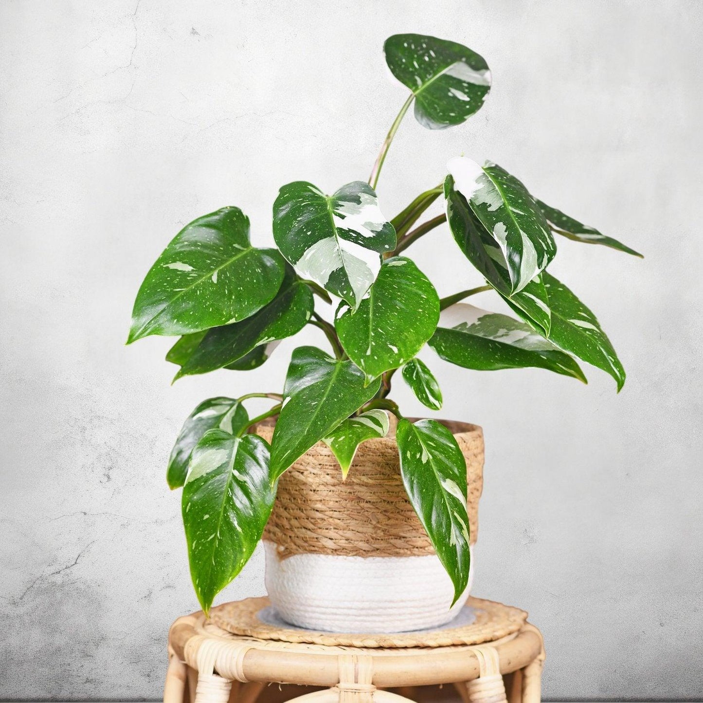 Philodendron 'white Knight' - View 2 from www redcrocus com