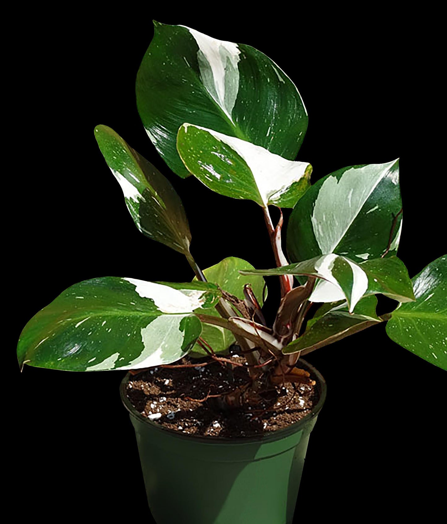 Philodendron 'white Knight' - View 3 from www redcrocus com