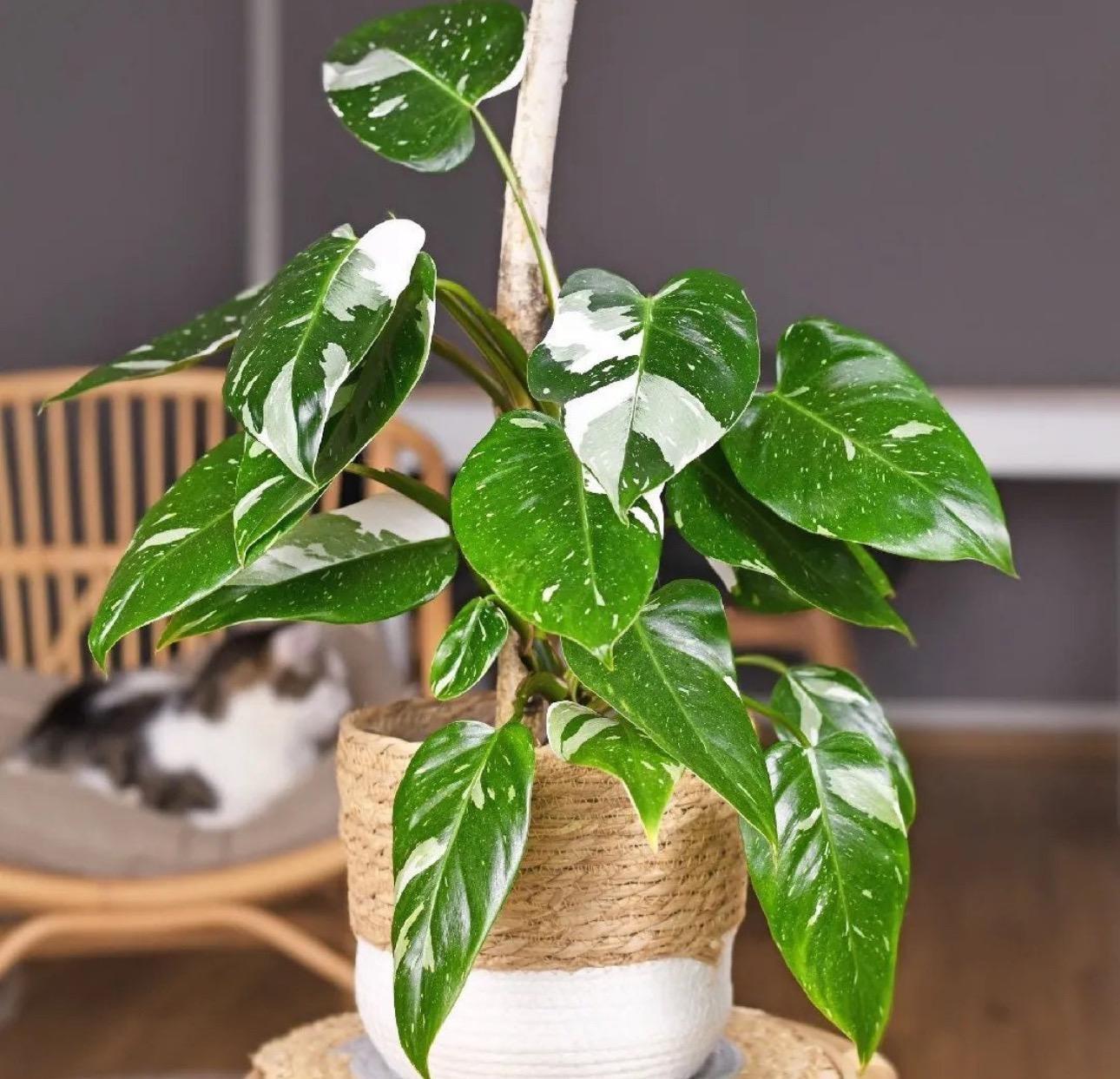 Philodendron 'white Knight' - View 7 from www redcrocus com