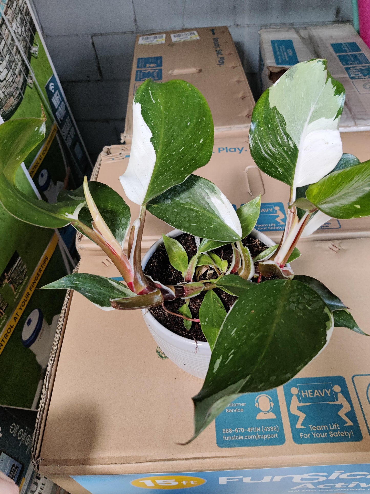Philodendron 'white Knight' - View 9 from www redcrocus com
