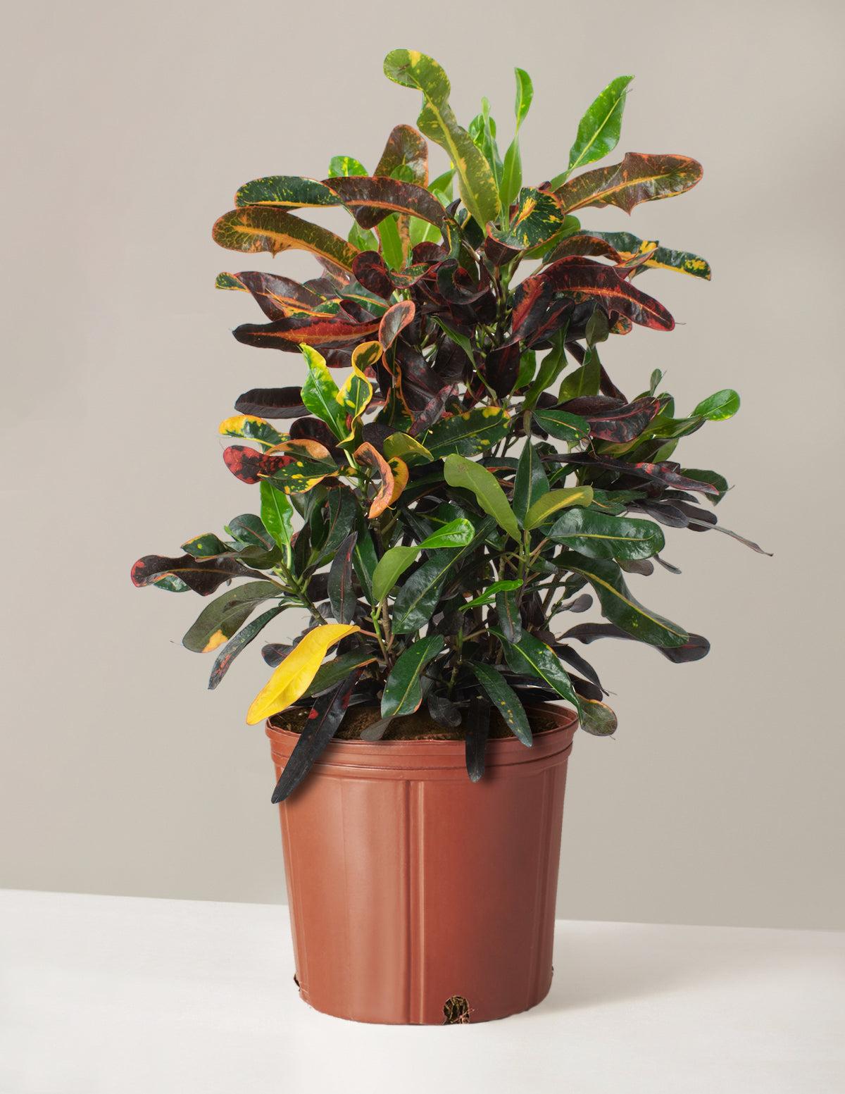 Croton, Codiaeum, Standard - View 10 from www redcrocus com