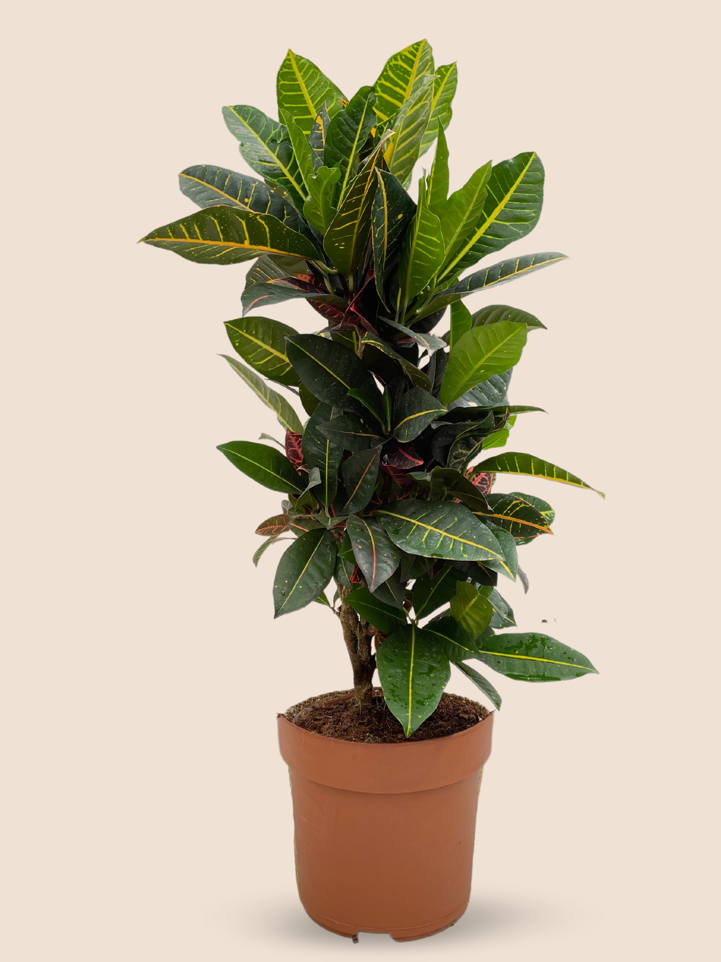 Croton, Codiaeum, Standard - View 13 from www redcrocus com