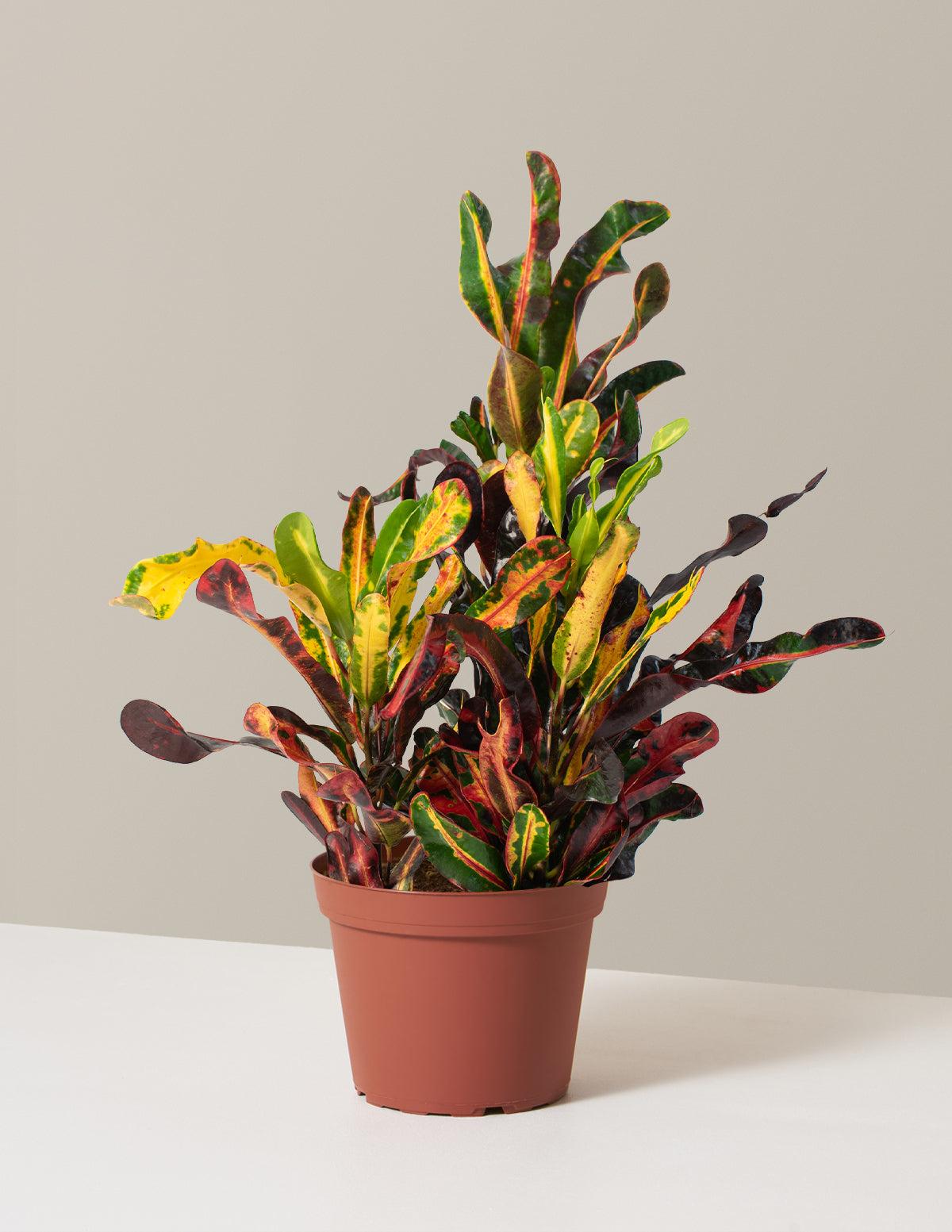 Croton, Codiaeum, Standard - View 16 from www redcrocus com