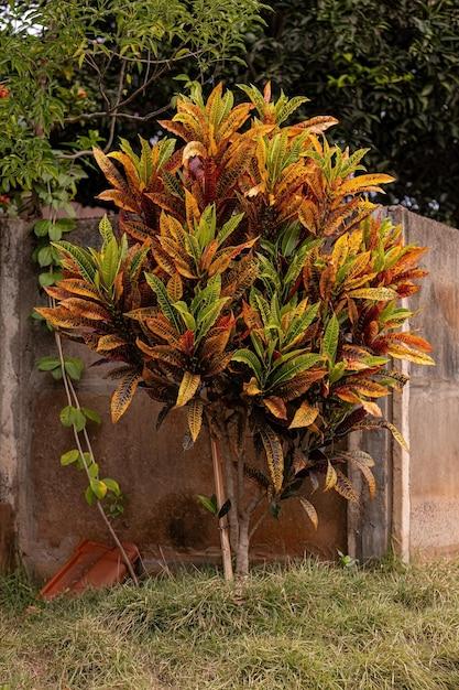 Croton, Codiaeum, Standard - View 17 from www redcrocus com