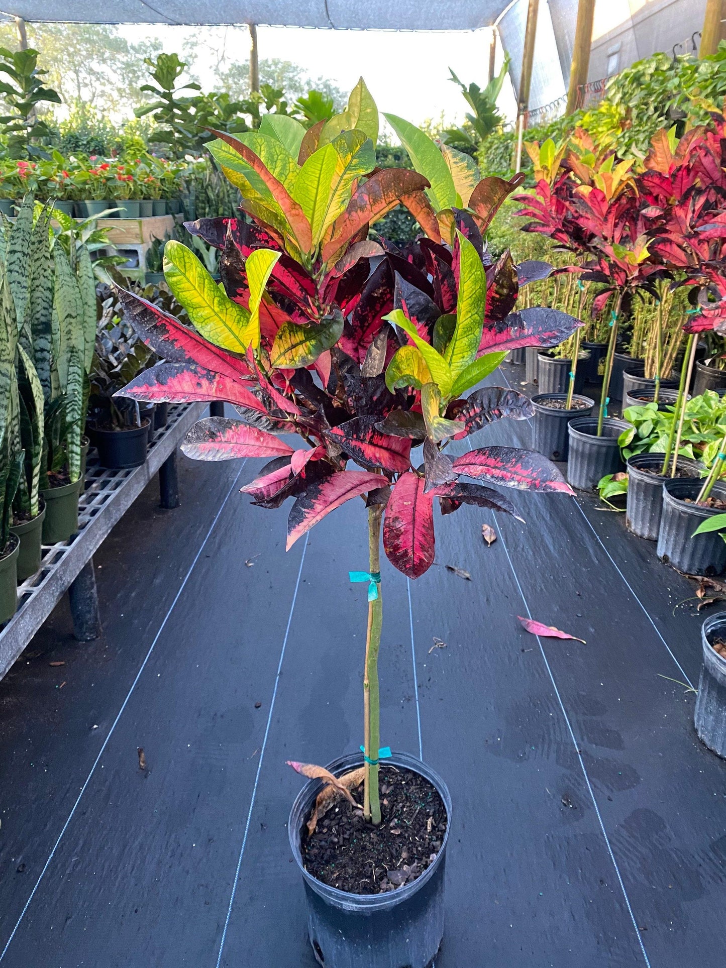 Croton, Codiaeum, Standard - View 6 from www redcrocus com