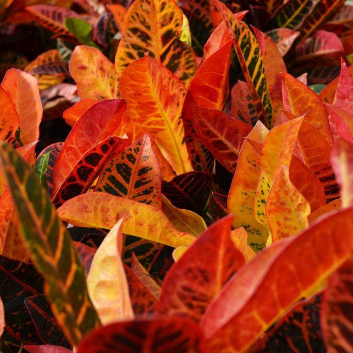 Croton, Codiaeum, Standard - View 9 from www redcrocus com