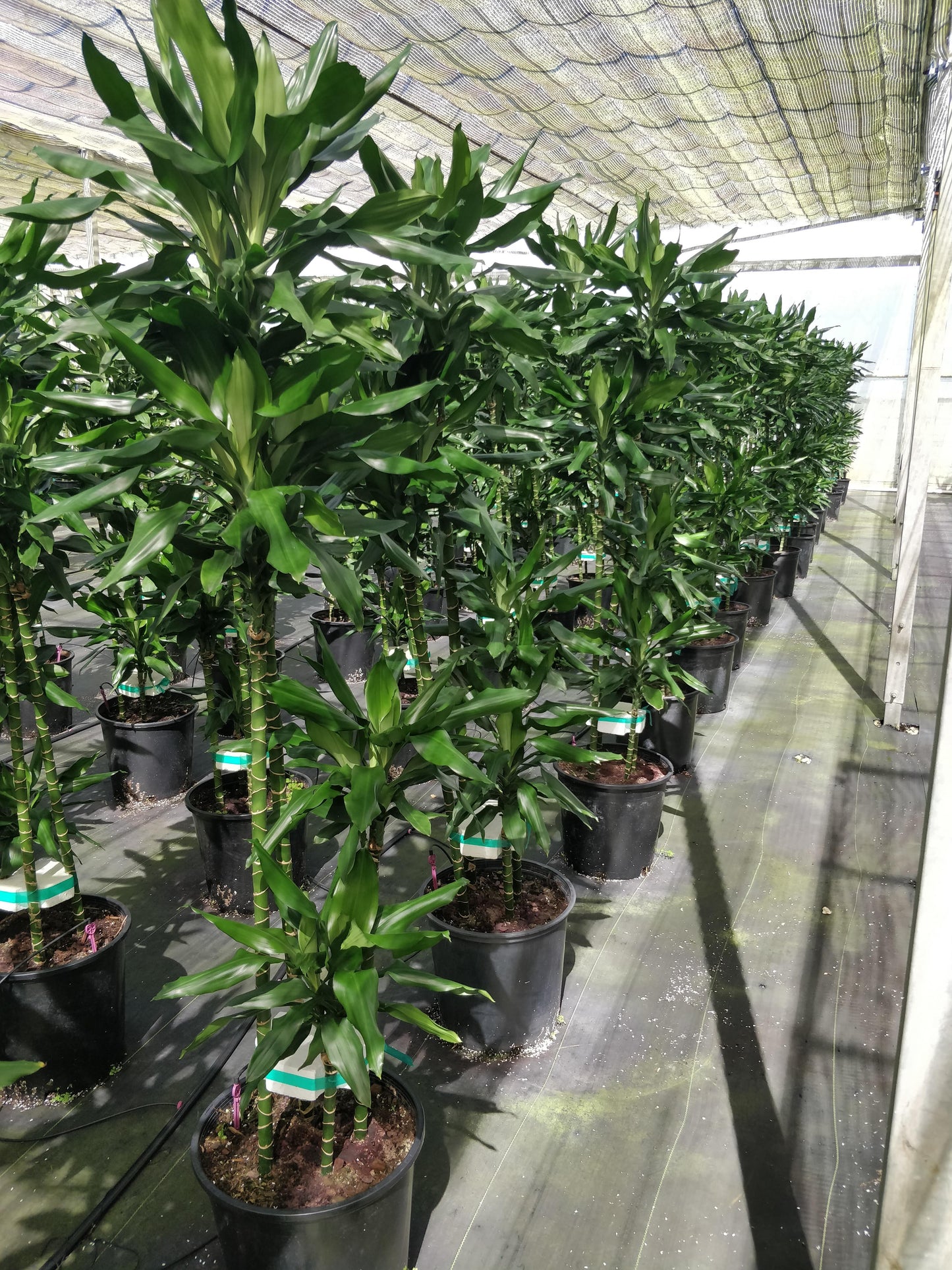 Dracaena Deremensis 'janet Craig' Lind Cane - View 11 from www redcrocus com