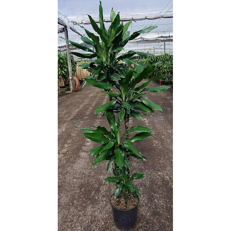 Dracaena Deremensis 'janet Craig' Lind Cane - View 12 from www redcrocus com