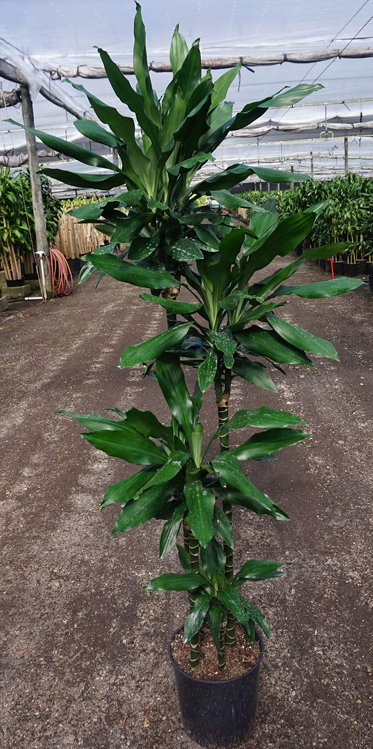 Dracaena Deremensis 'janet Craig' Lind Cane - View 13 from www redcrocus com