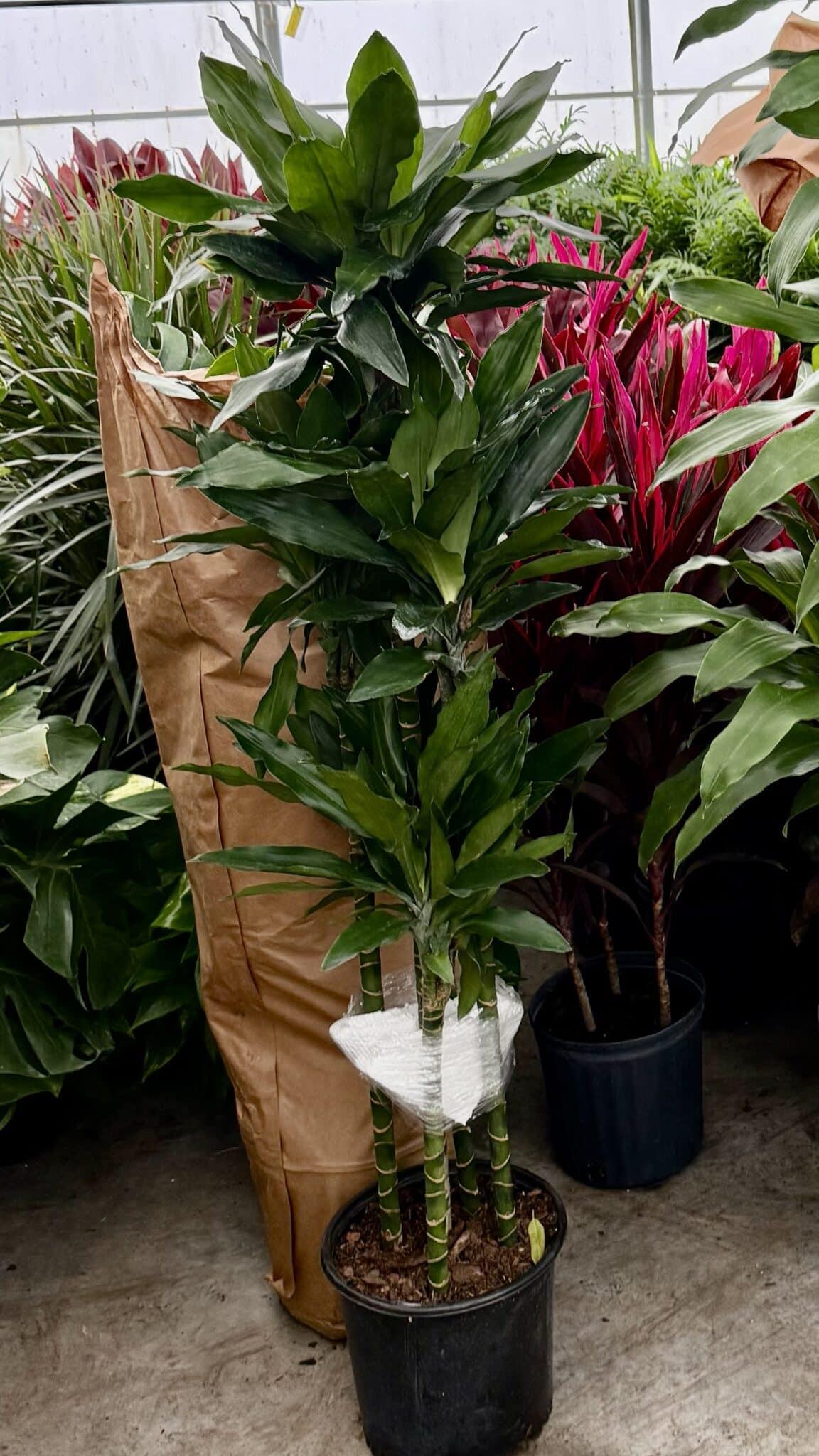 Dracaena Deremensis 'janet Craig' Lind Cane - View 16 from www redcrocus com