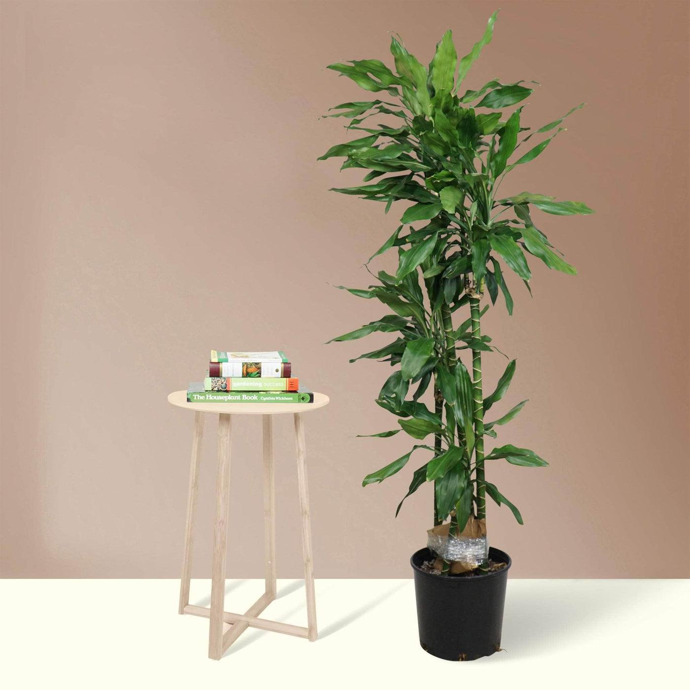 Dracaena Deremensis 'janet Craig' Lind Cane - View 17 from www redcrocus com
