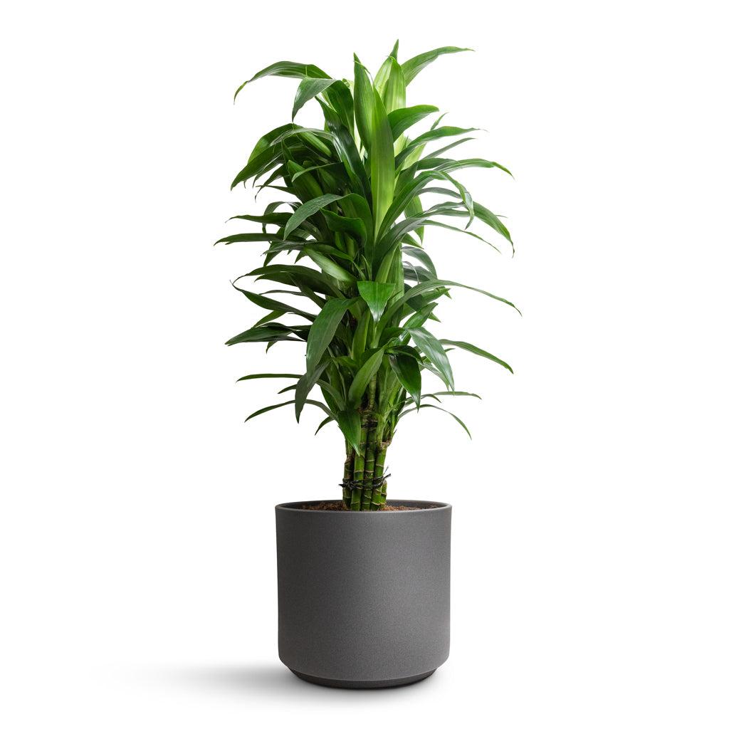 Dracaena Deremensis 'janet Craig' Lind Cane - View 19 from www redcrocus com