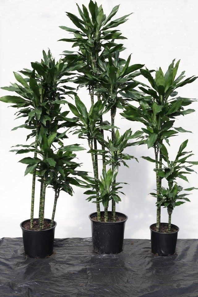 Dracaena Deremensis 'janet Craig' Lind Cane - View 1 from www redcrocus com