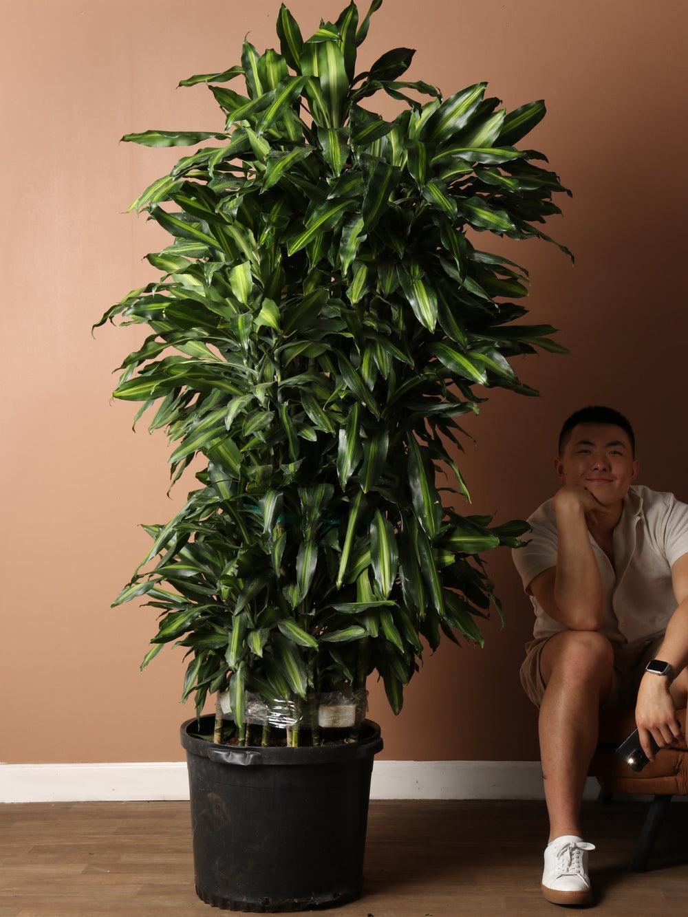Dracaena Deremensis 'janet Craig' Lind Cane - View 22 from www redcrocus com
