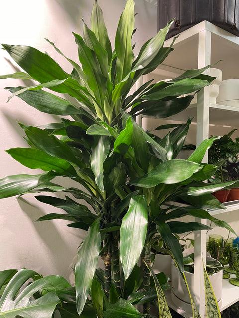 Dracaena Deremensis 'janet Craig' Lind Cane - View 23 from www redcrocus com