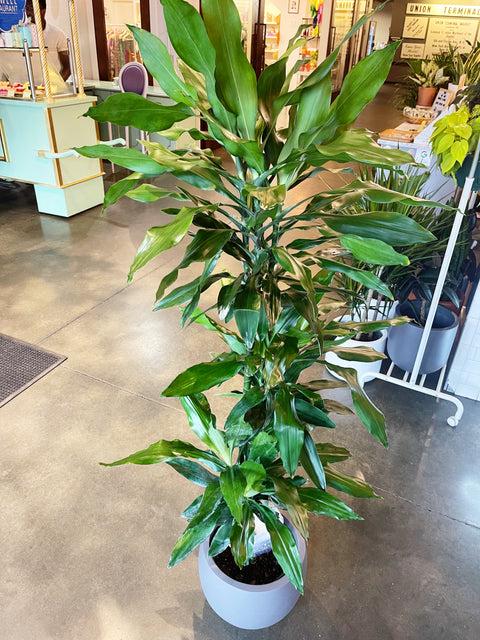 Dracaena Deremensis 'janet Craig' Lind Cane - View 29 from www redcrocus com