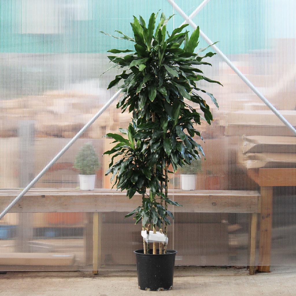 Dracaena Deremensis 'janet Craig' Lind Cane - View 2 from www redcrocus com