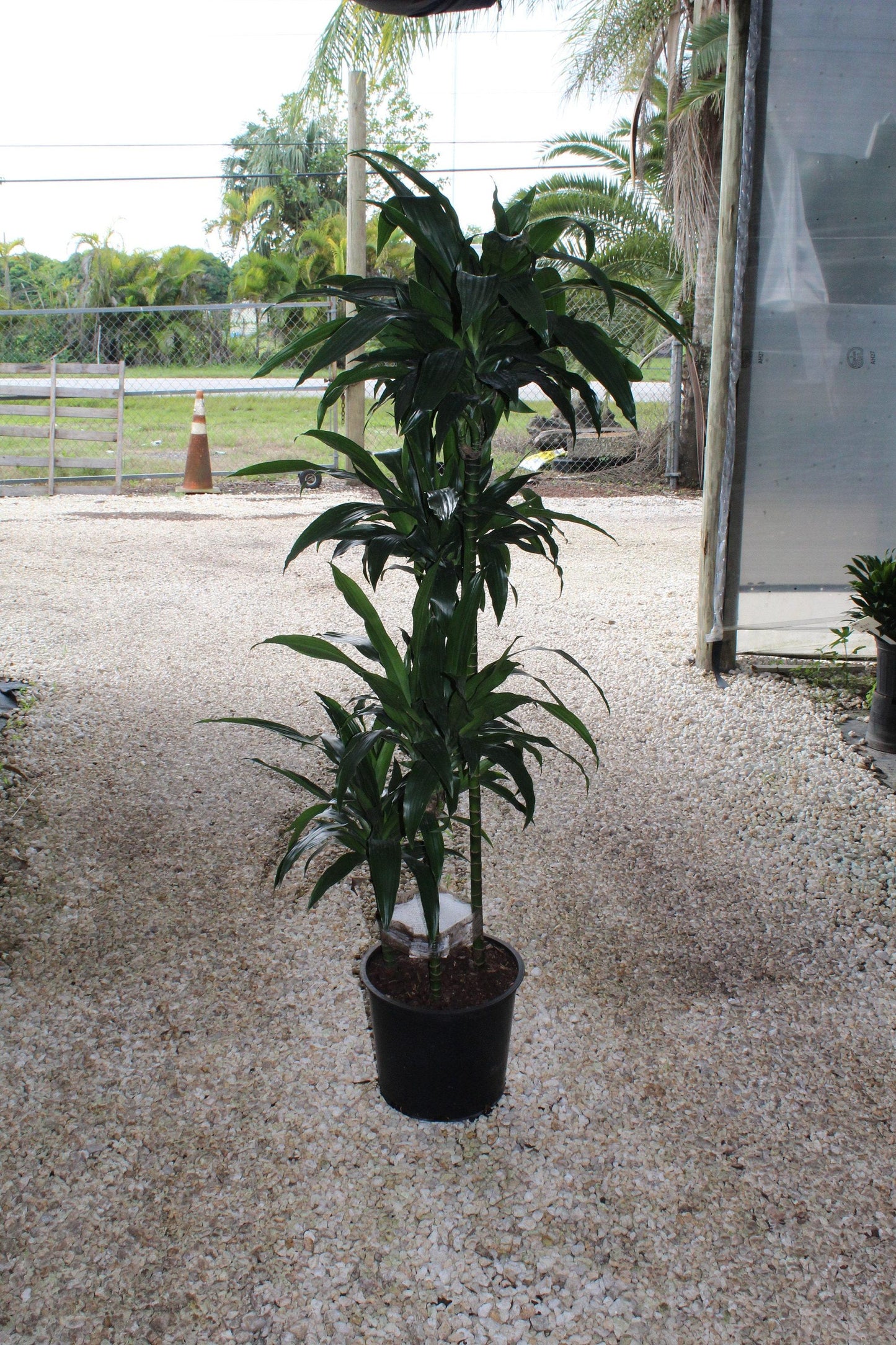 Dracaena Deremensis 'janet Craig' Lind Cane - View 30 from www redcrocus com