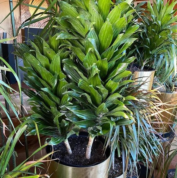 Dracaena Deremensis 'janet Craig' Lind Cane - View 31 from www redcrocus com