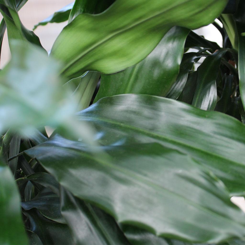 Dracaena Deremensis 'janet Craig' Lind Cane - View 4 from www redcrocus com