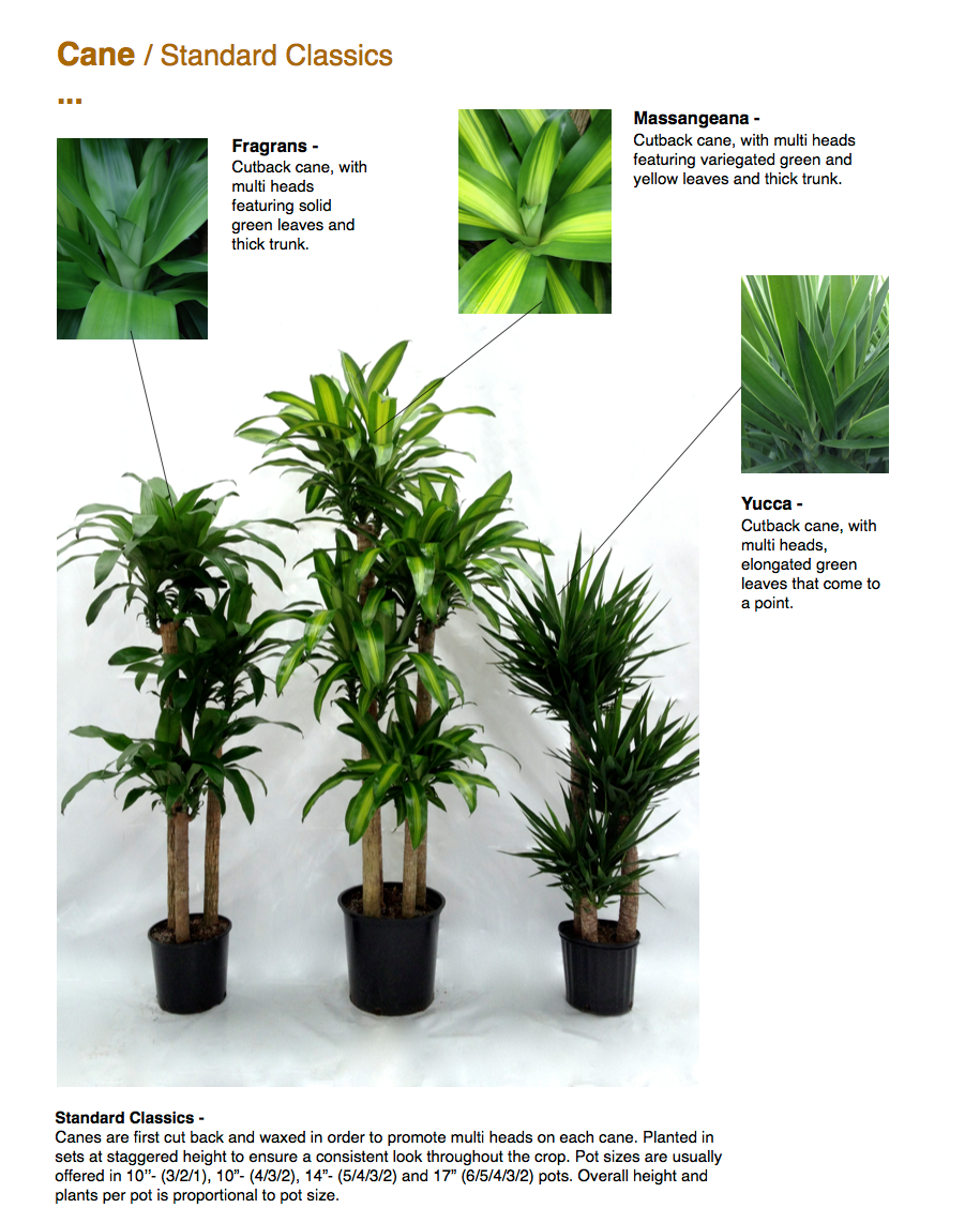 Dracaena Deremensis 'janet Craig' Lind Cane - View 5 from www redcrocus com