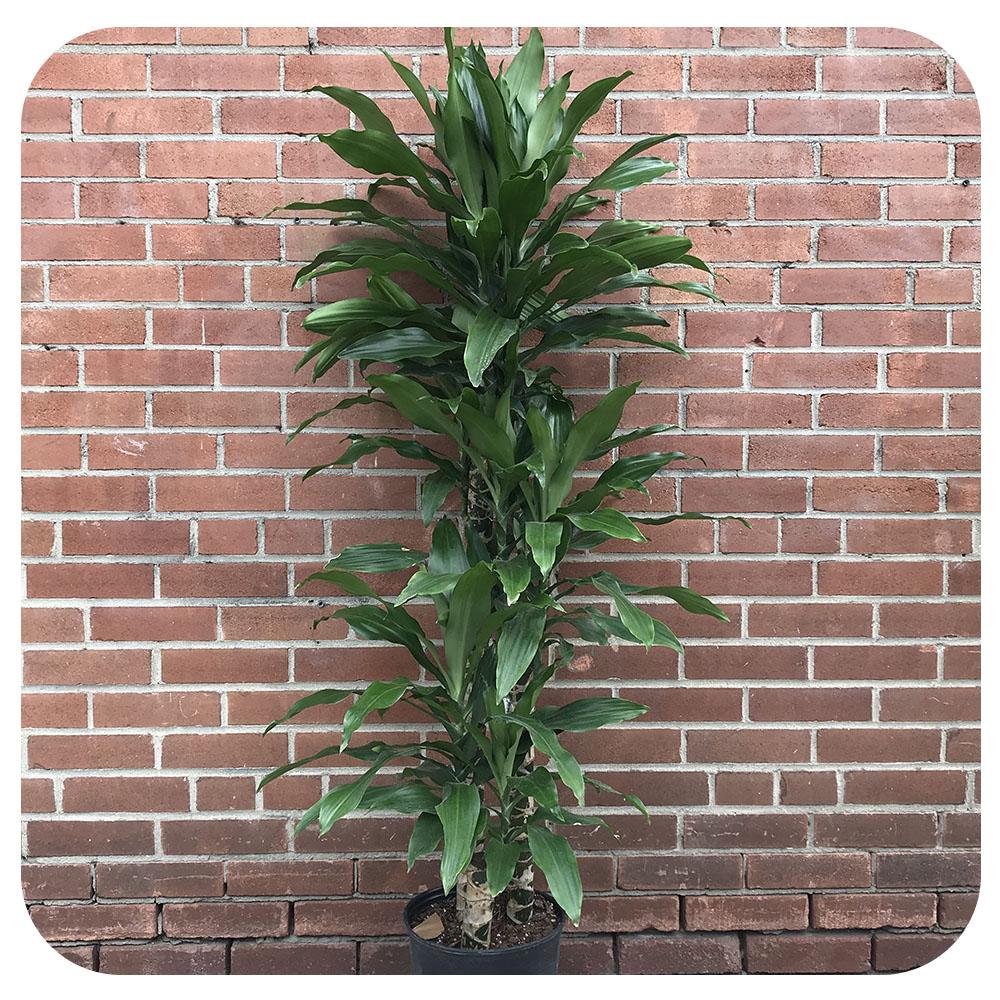 Dracaena Deremensis 'janet Craig' Lind Cane - View 7 from www redcrocus com