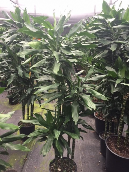 Dracaena Deremensis 'janet Craig' Lind Cane - View 8 from www redcrocus com