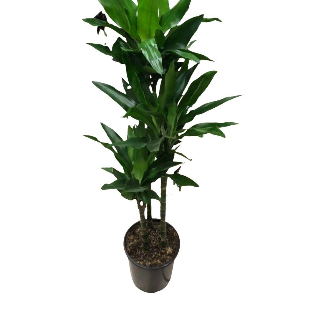 Dracaena Deremensis 'janet Craig' Lind Cane - View 9 from www redcrocus com