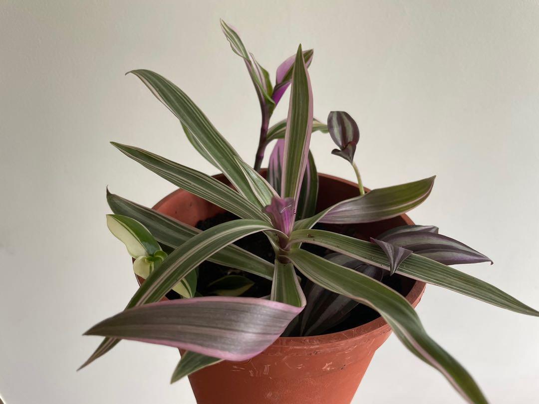 Tradescantia Assorted - View 11 from www redcrocus com