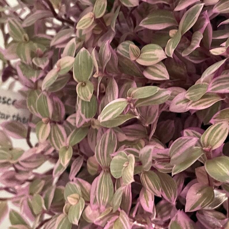 Tradescantia Assorted - View 14 from www redcrocus com