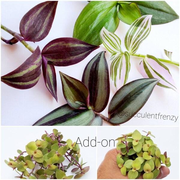 Tradescantia Assorted - View 16 from www redcrocus com