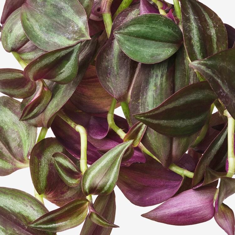 Tradescantia Assorted - View 2 from www redcrocus com