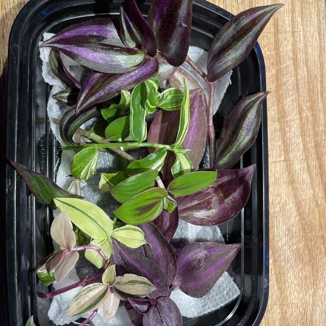 Tradescantia Assorted - View 4 from www redcrocus com
