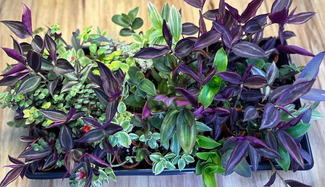 Tradescantia Assorted - View 9 from www redcrocus com
