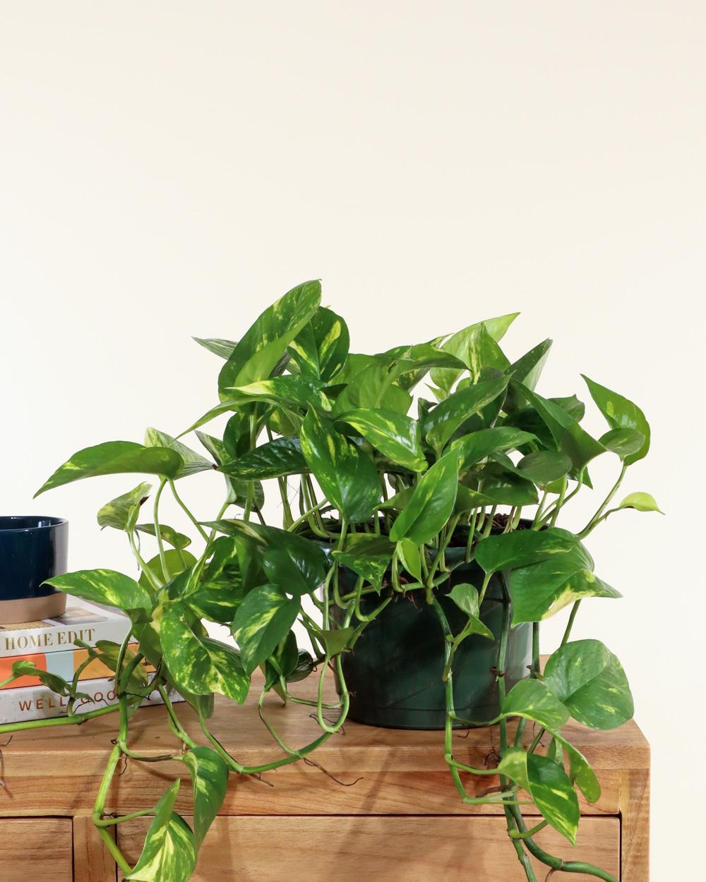 Pothos Epipremnum Aureum Golden - View 10 from www redcrocus com