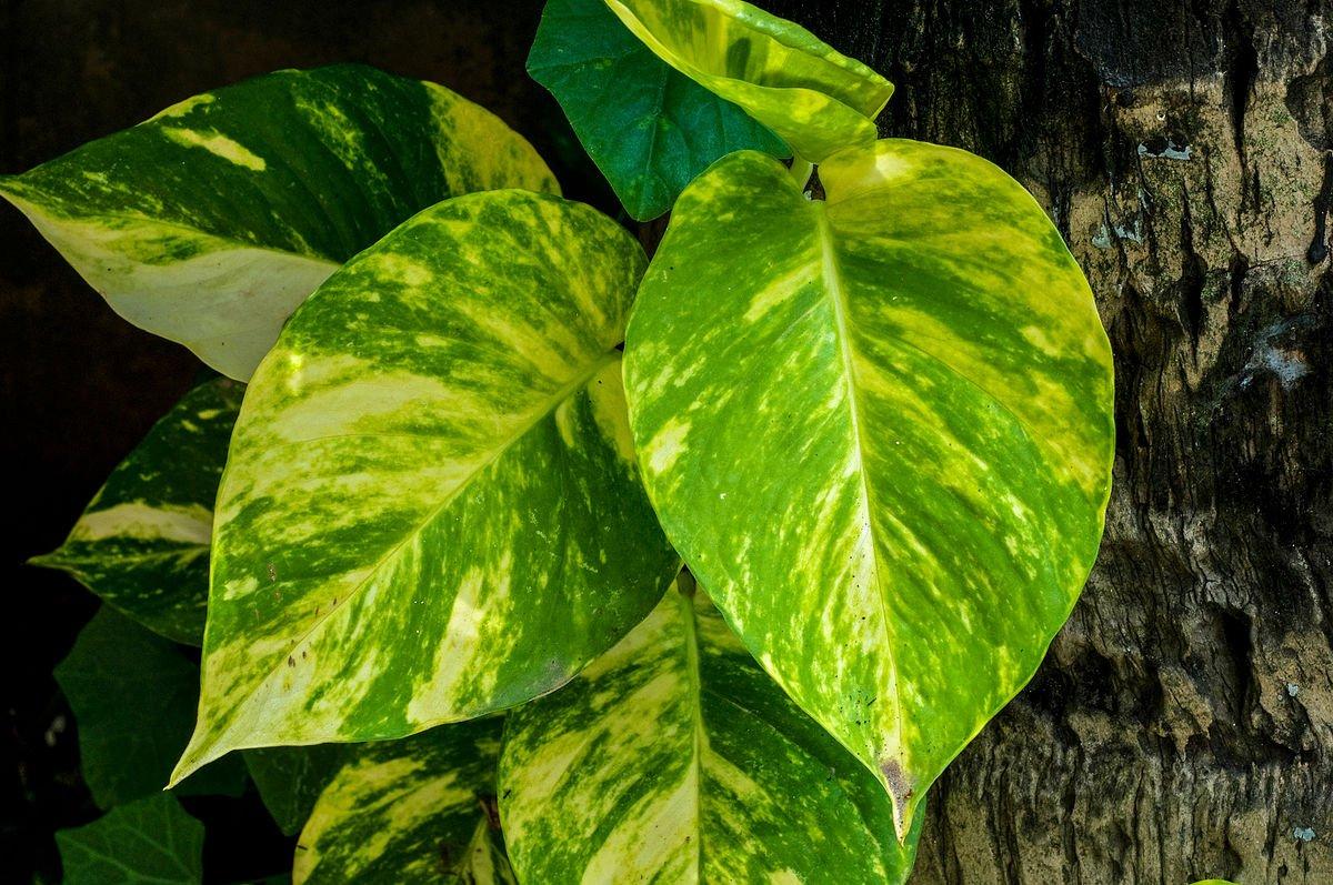 Pothos Epipremnum Aureum Golden - View 12 from www redcrocus com