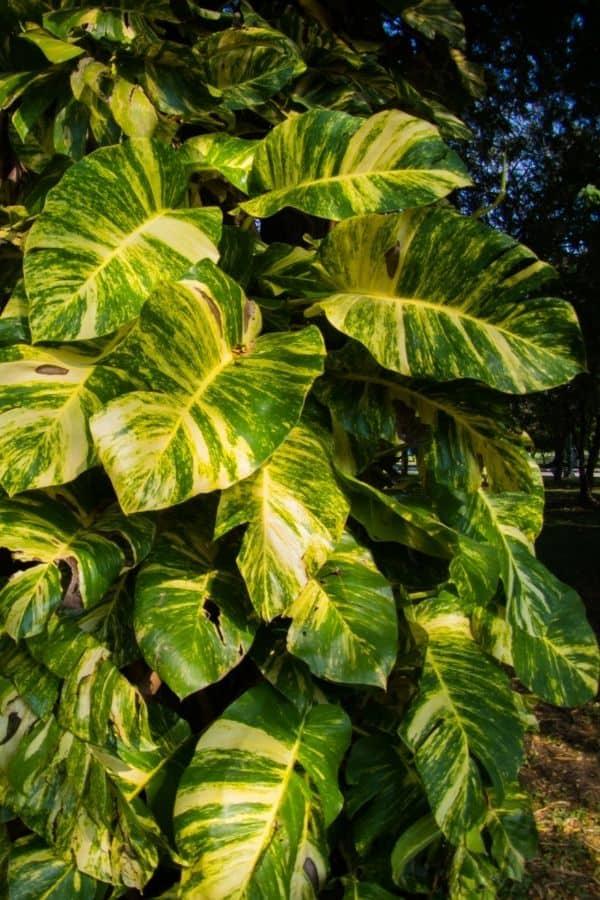 Pothos Epipremnum Aureum Golden - View 13 from www redcrocus com