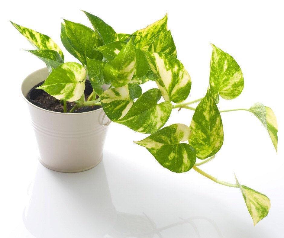 Pothos Epipremnum Aureum Golden - View 14 from www redcrocus com