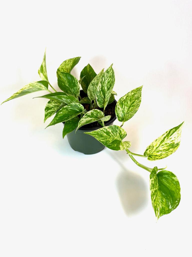 Pothos Epipremnum Aureum Golden - View 15 from www redcrocus com