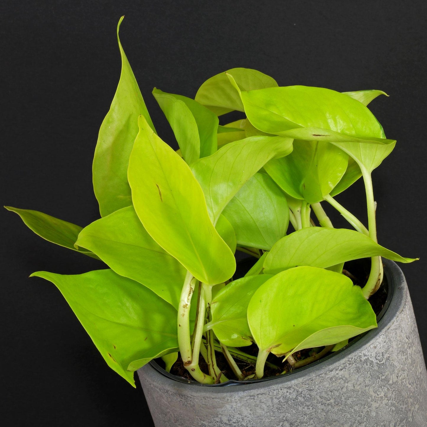 Pothos Epipremnum Aureum Golden - View 16 from www redcrocus com