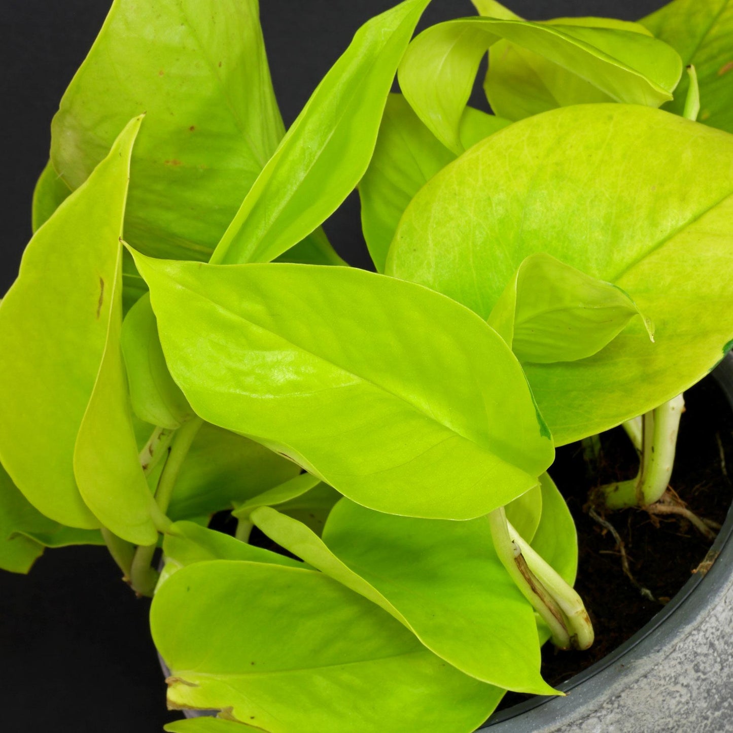 Pothos Epipremnum Aureum Golden - View 17 from www redcrocus com