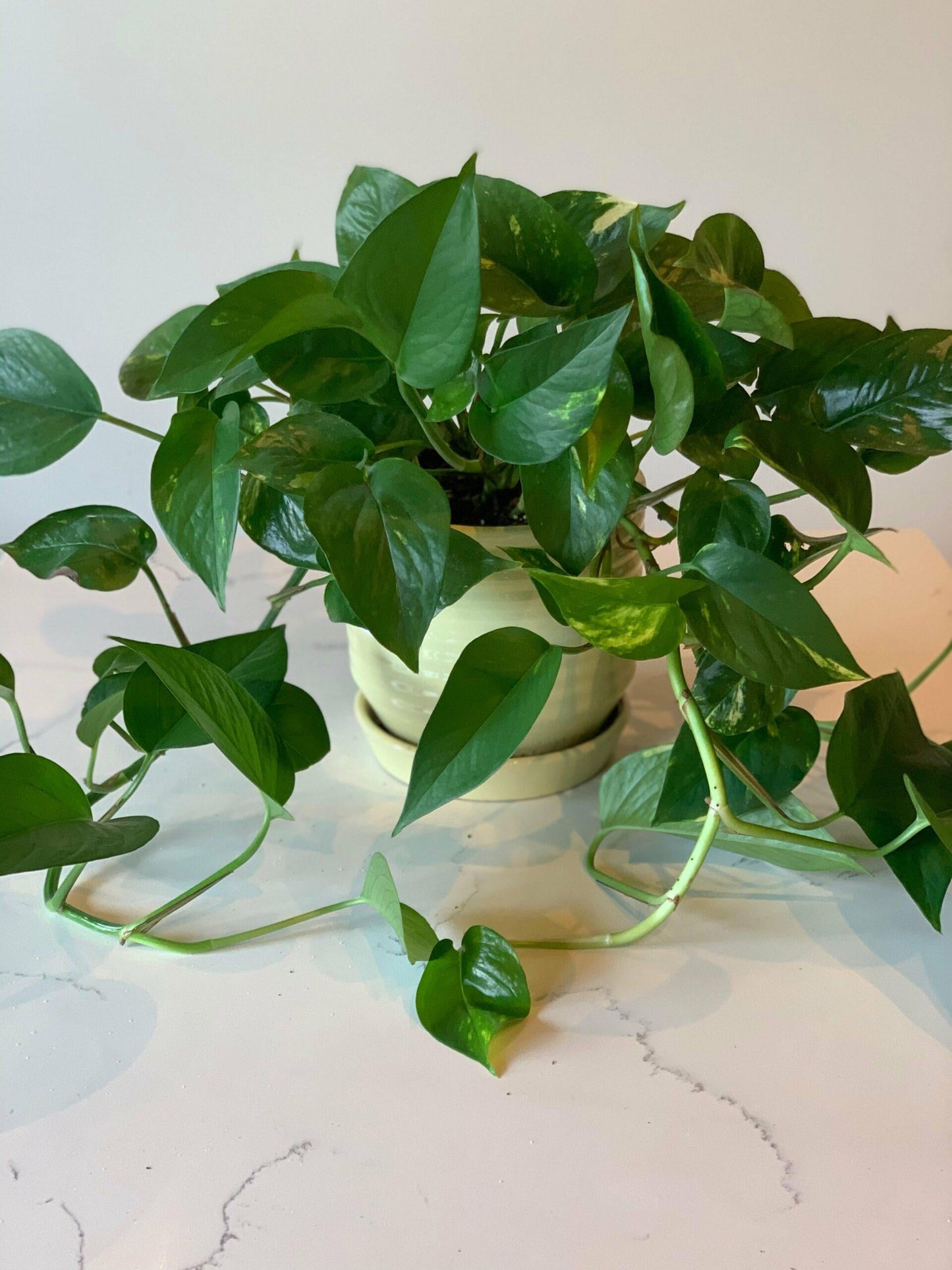 Pothos Epipremnum Aureum Golden - View 2 from www redcrocus com