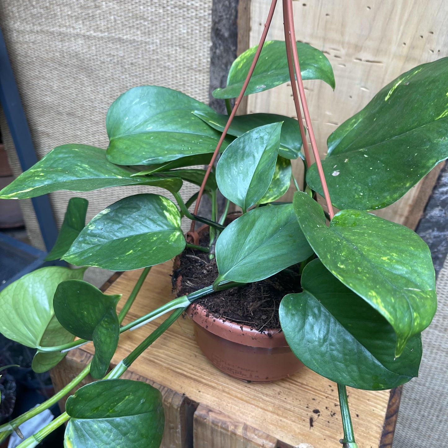 Pothos Epipremnum Aureum Golden - View 3 from www redcrocus com