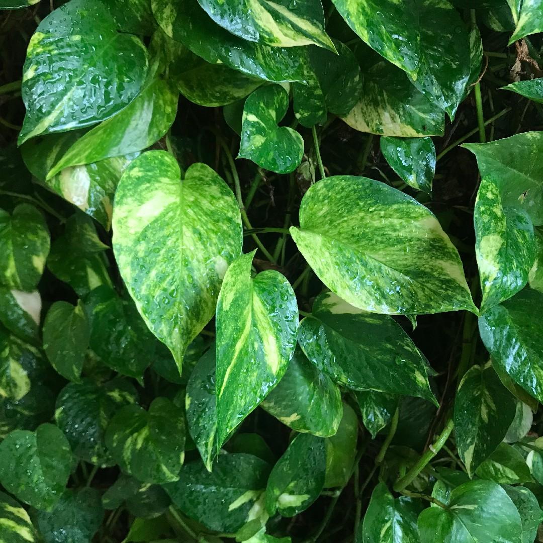 Pothos Epipremnum Aureum Golden - View 5 from www redcrocus com